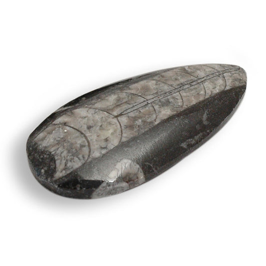 Orthoceras Peardrop Fossil | Curious Collection