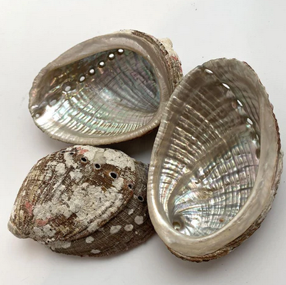 Abalone Shell | Medium 10cm | Smudge Dish | Smoke Cleansing.