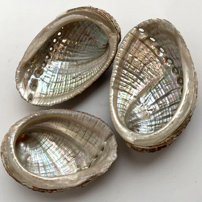 Abalone Shell | Medium 10cm | Smudge Dish | Smoke Cleansing.