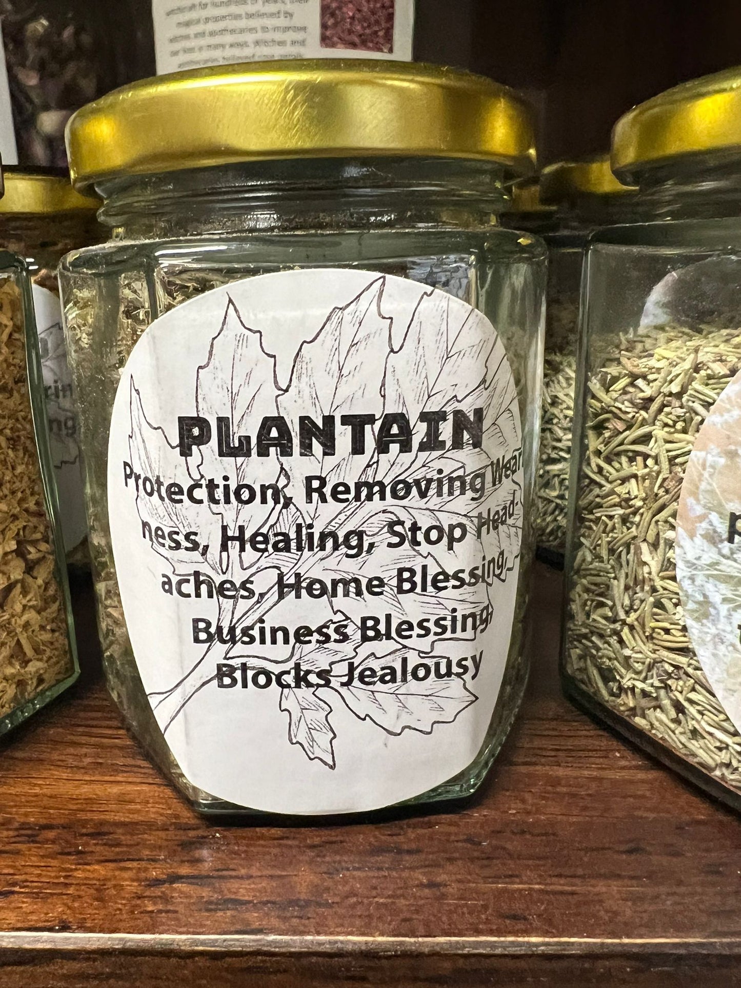 Plantain | 25g | Herbs | Spell Reagent | Herbwork | Rootwork |